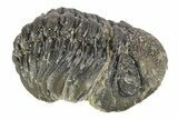 Long Curled Morocops Trilobite - Morocco #252775-2